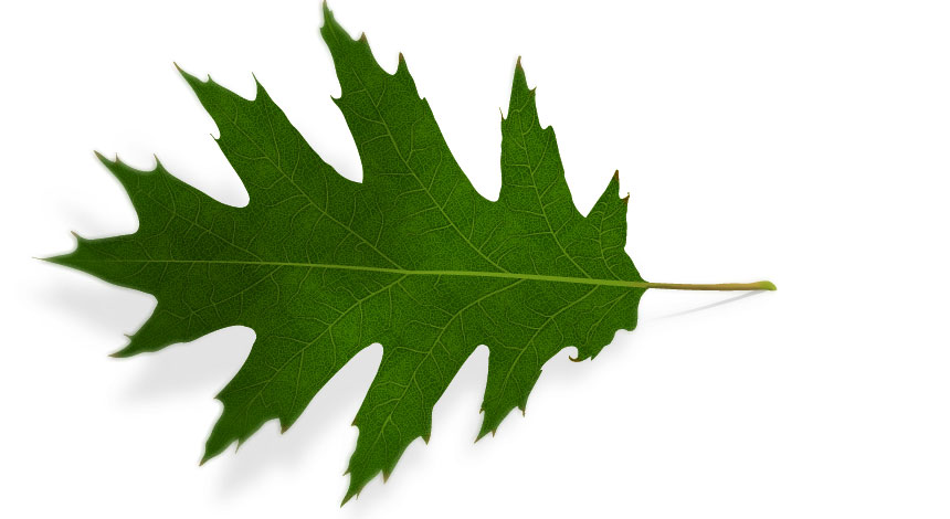 Feuille-vectorielle-Photo-realiste-01