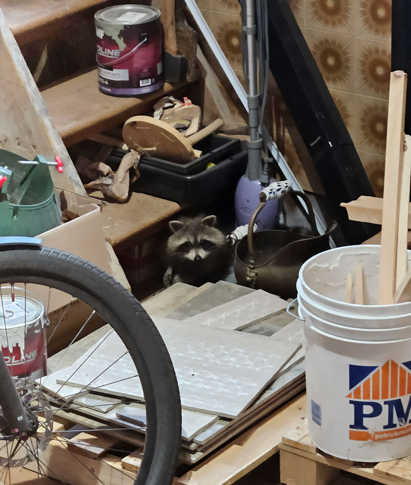 Raton laveur dans le garage