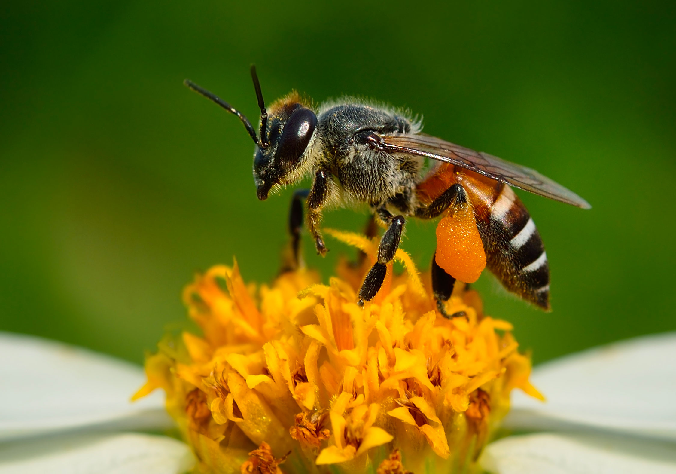 Abeille miel creation etiquette apiculteur Abeille miel creation etiquette apiculteur